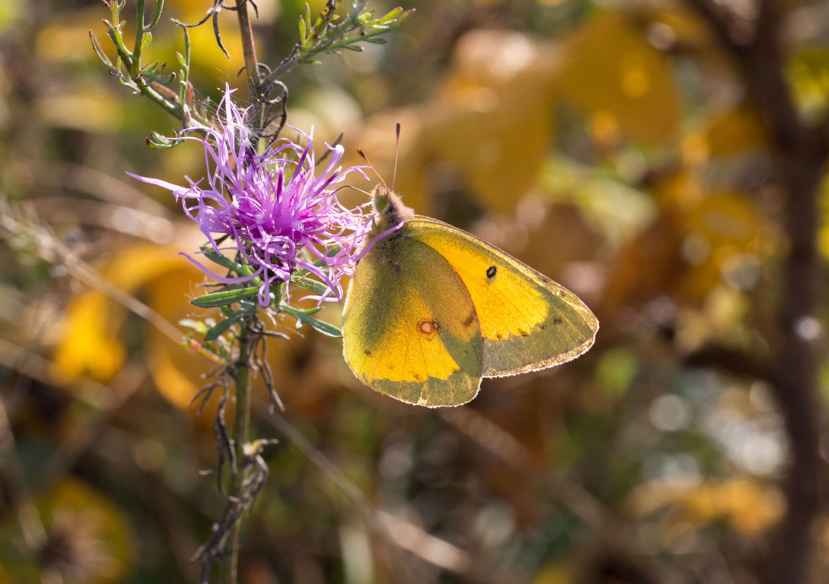 Image of Orange Sulphur