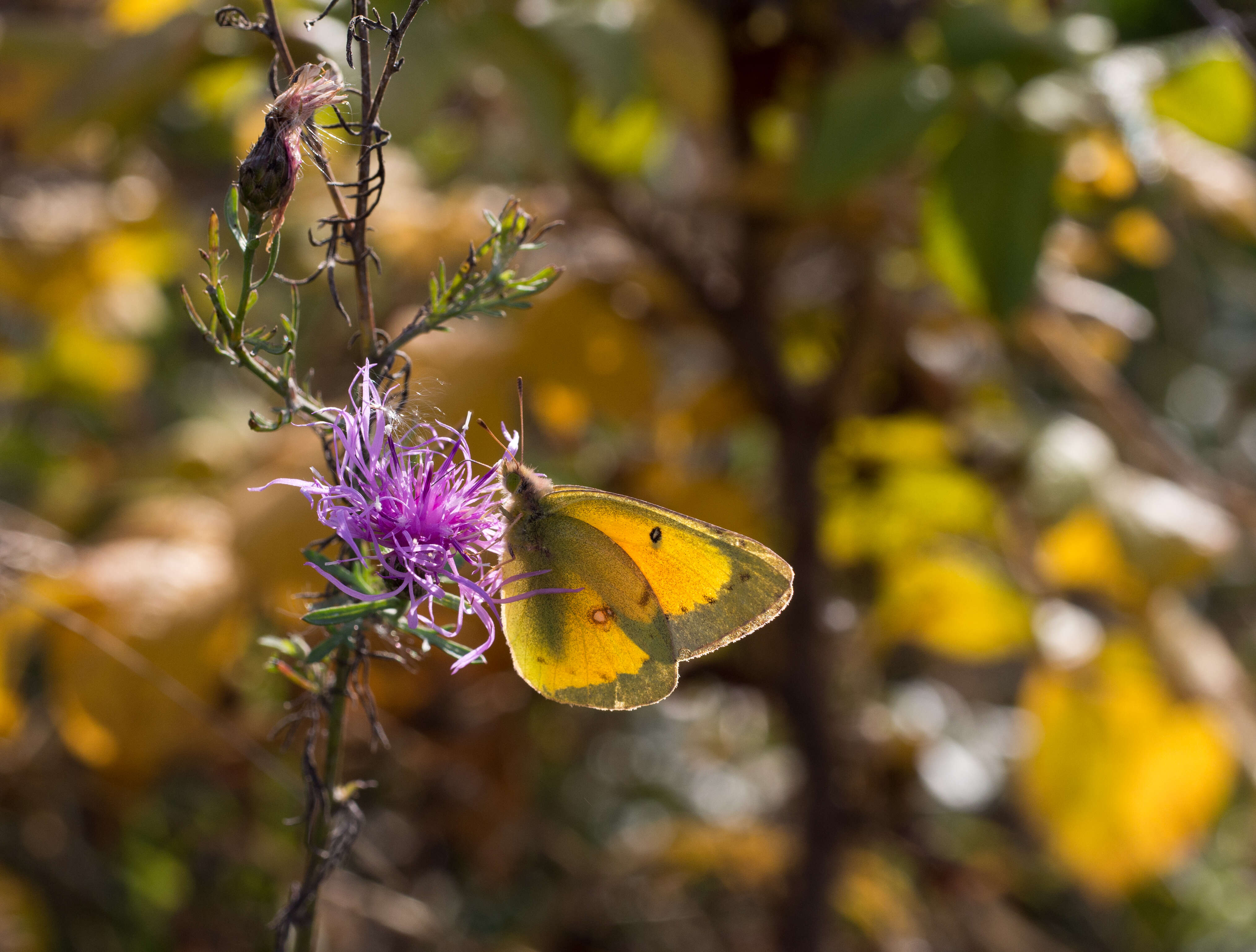 Image of Orange Sulphur