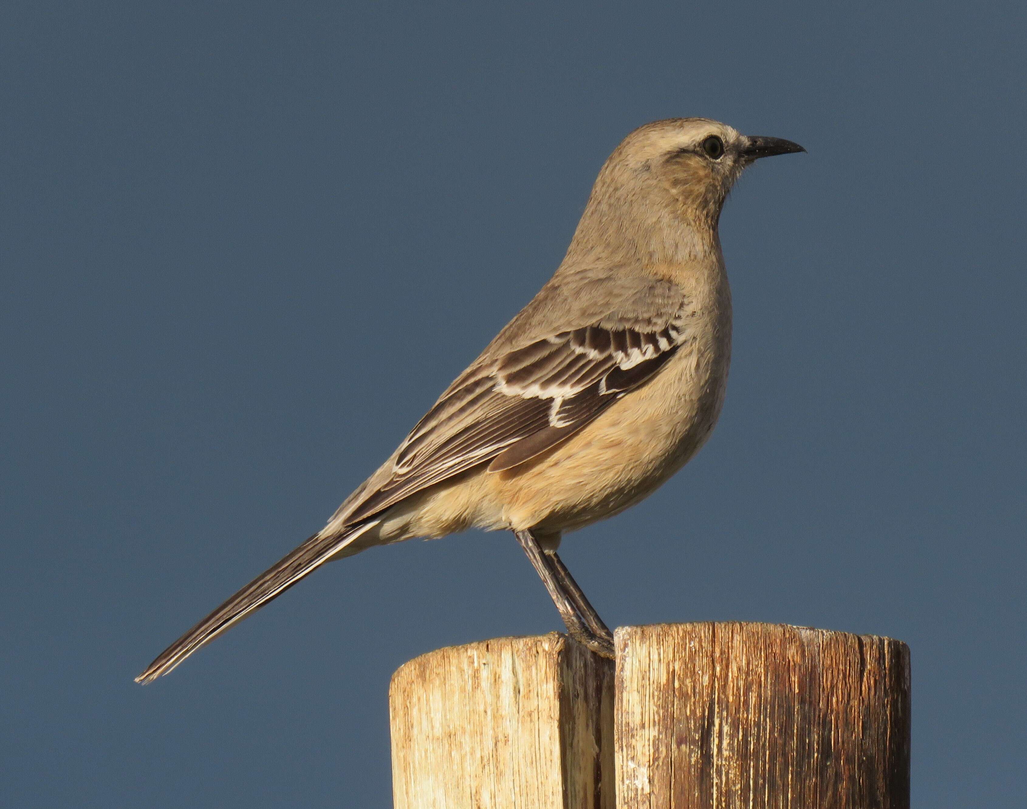 Image of Patagonian Mockingbird