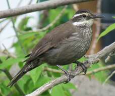 Image of Dark-bellied Cinclodes