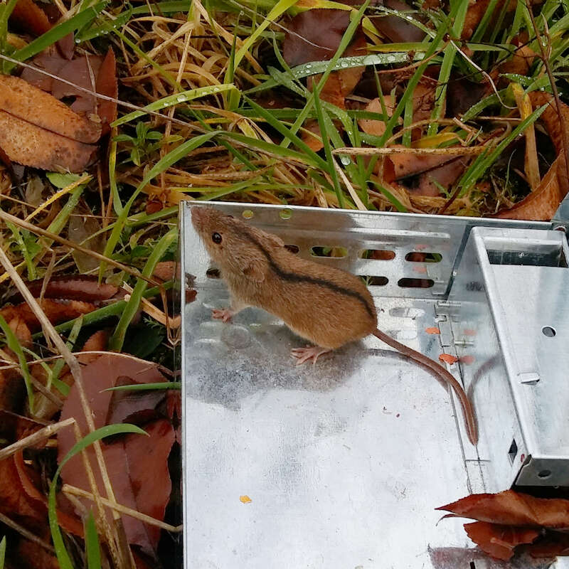 Image of Striped Field Mouse