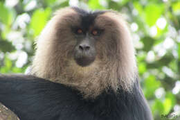 Image of Lion-tailed Macaque