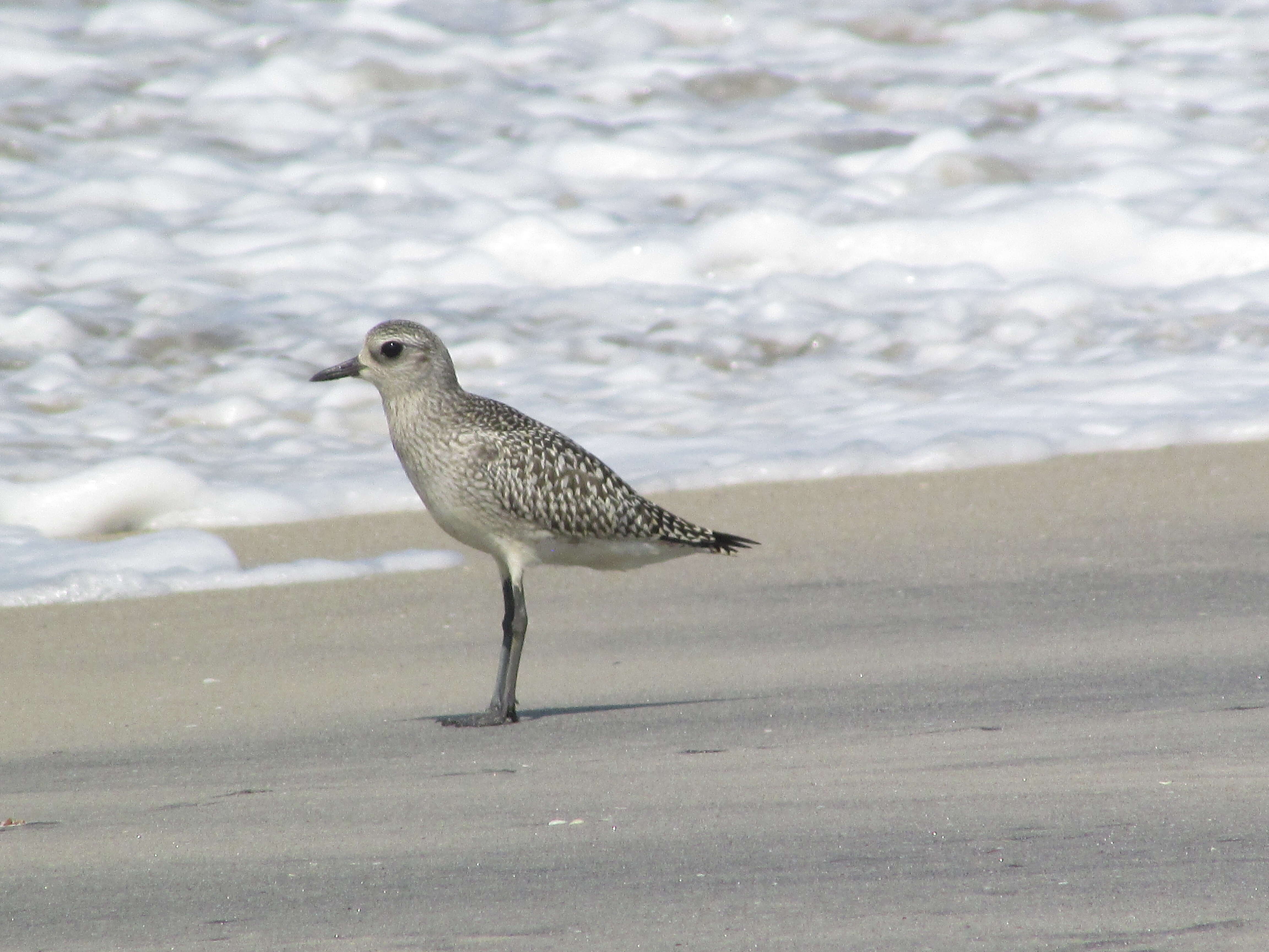 Image of Pluvialis Brisson 1760