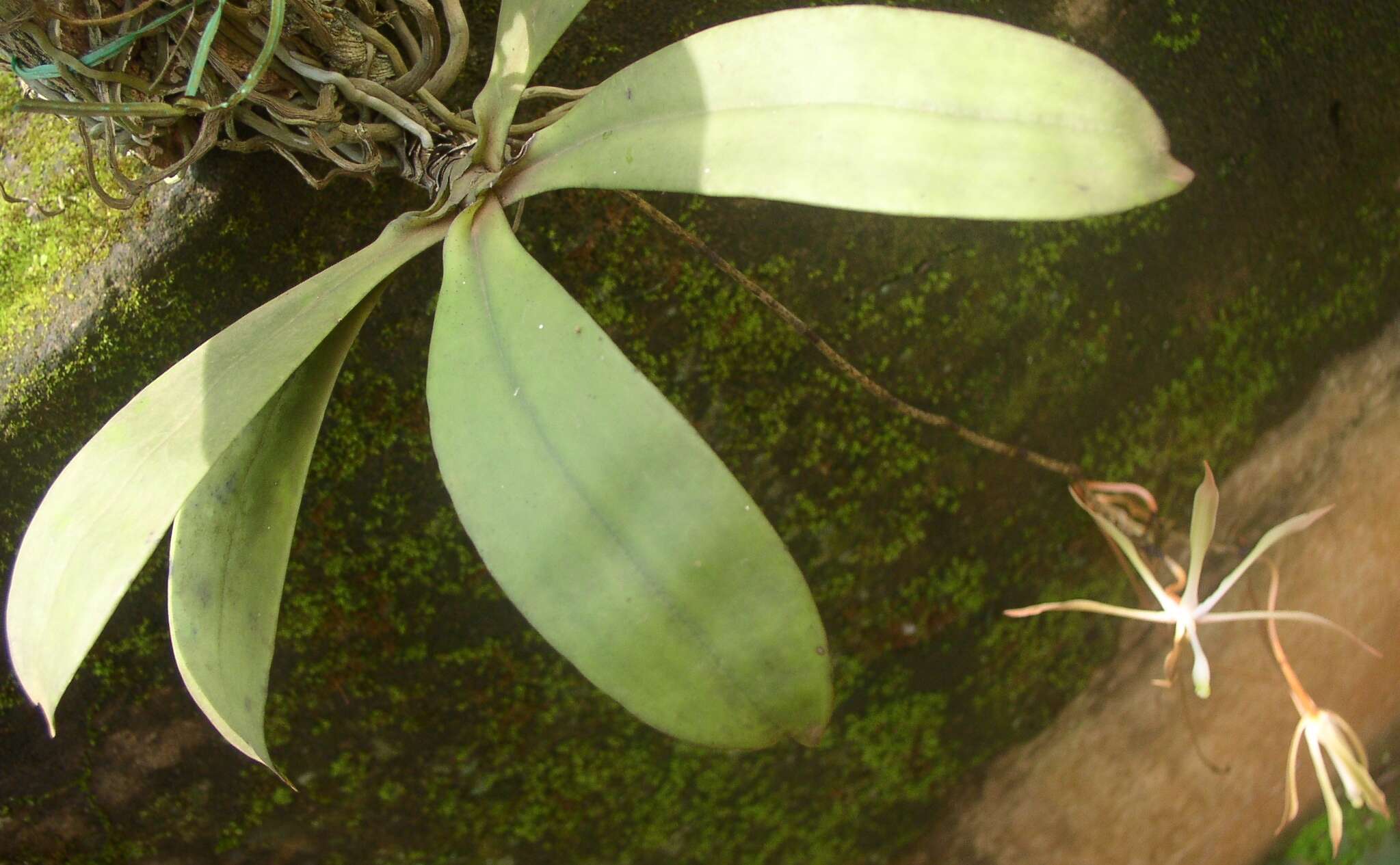 Image of Aerangis gracillima (Kraenzl.) J. C. Arends & J. Stewart