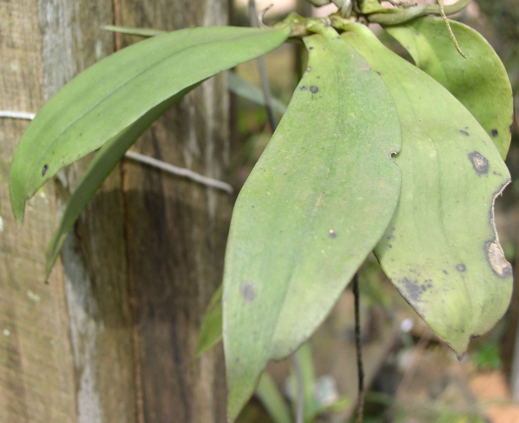 Image of Aerangis gracillima (Kraenzl.) J. C. Arends & J. Stewart