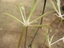 Image of Aerangis gracillima (Kraenzl.) J. C. Arends & J. Stewart