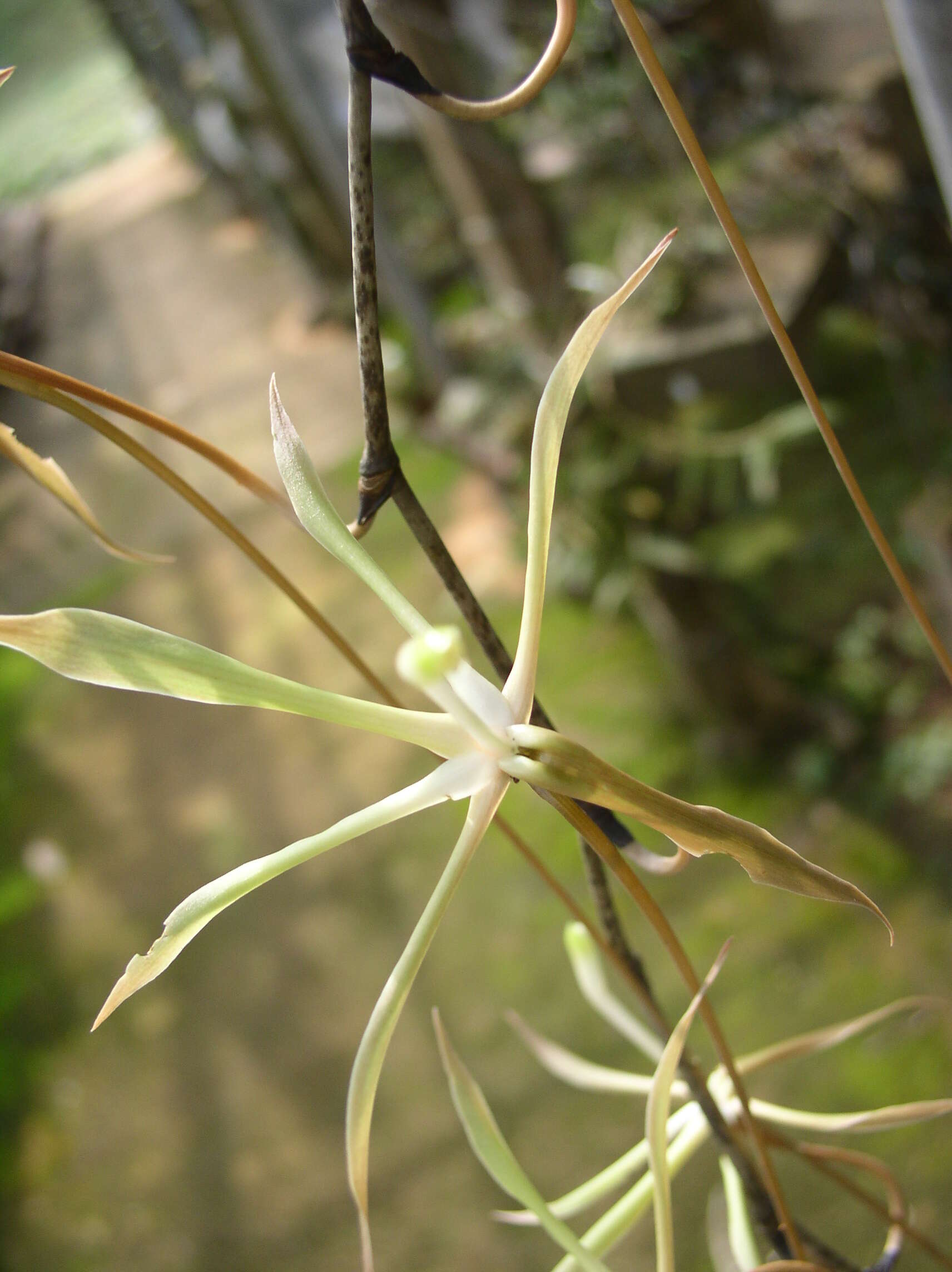 Image of Aerangis gracillima (Kraenzl.) J. C. Arends & J. Stewart