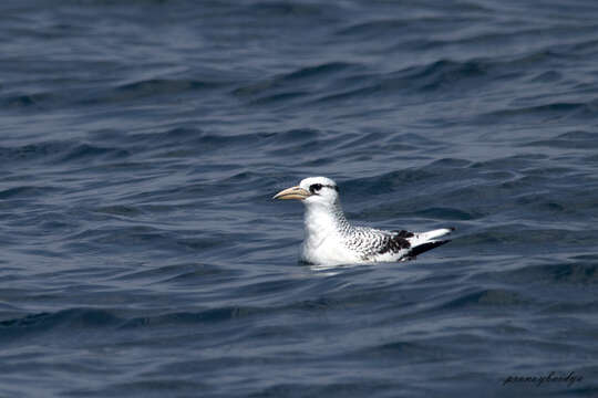 Image of Red-billed Tropicbird