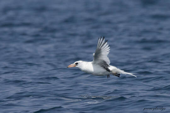 Image of Red-billed Tropicbird