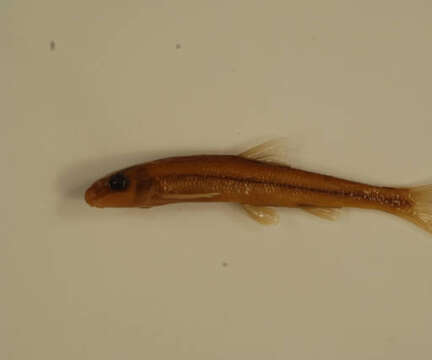 Image of Riffle Minnow