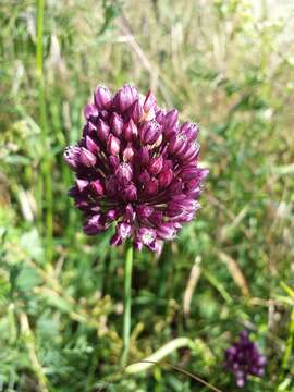 Image of sand leek