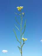 Image of common dogmustard