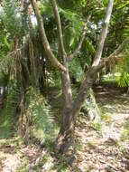 Image of Bauhinia picta (Kunth) DC.