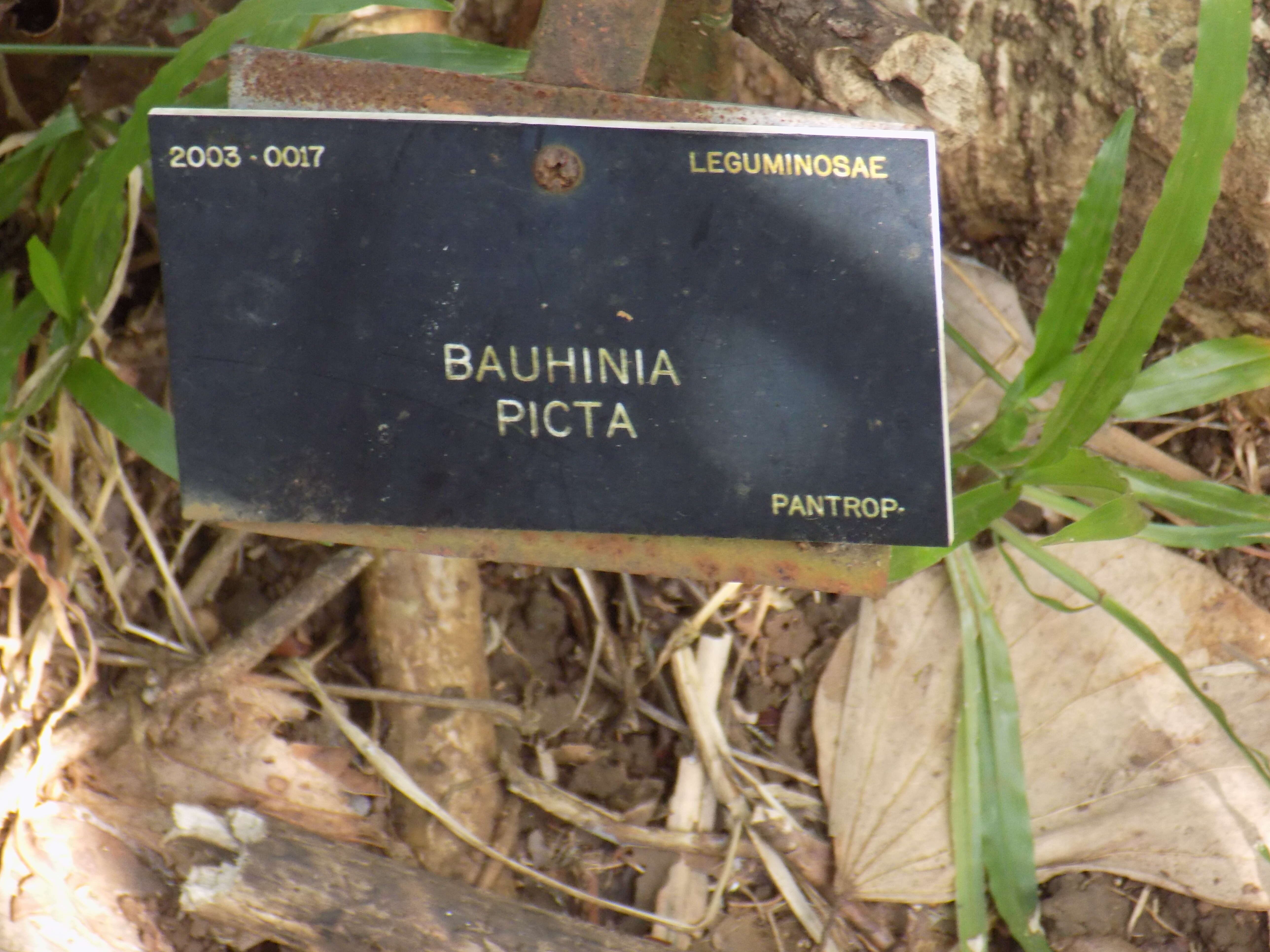 Image of Bauhinia picta (Kunth) DC.