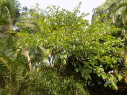 Image of Bauhinia picta (Kunth) DC.