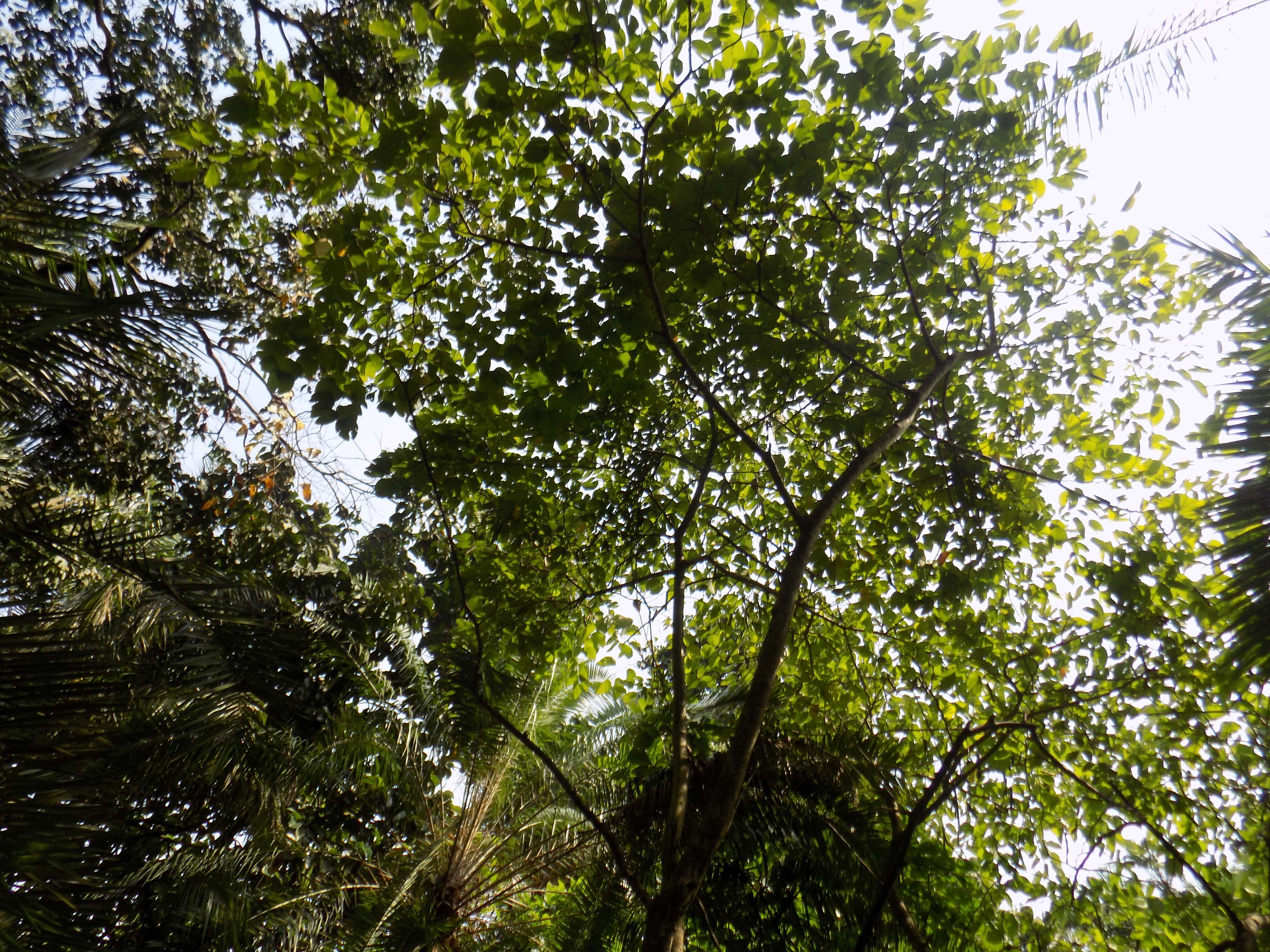 Image of Bauhinia picta (Kunth) DC.