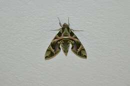 Image of oleander hawk-moth