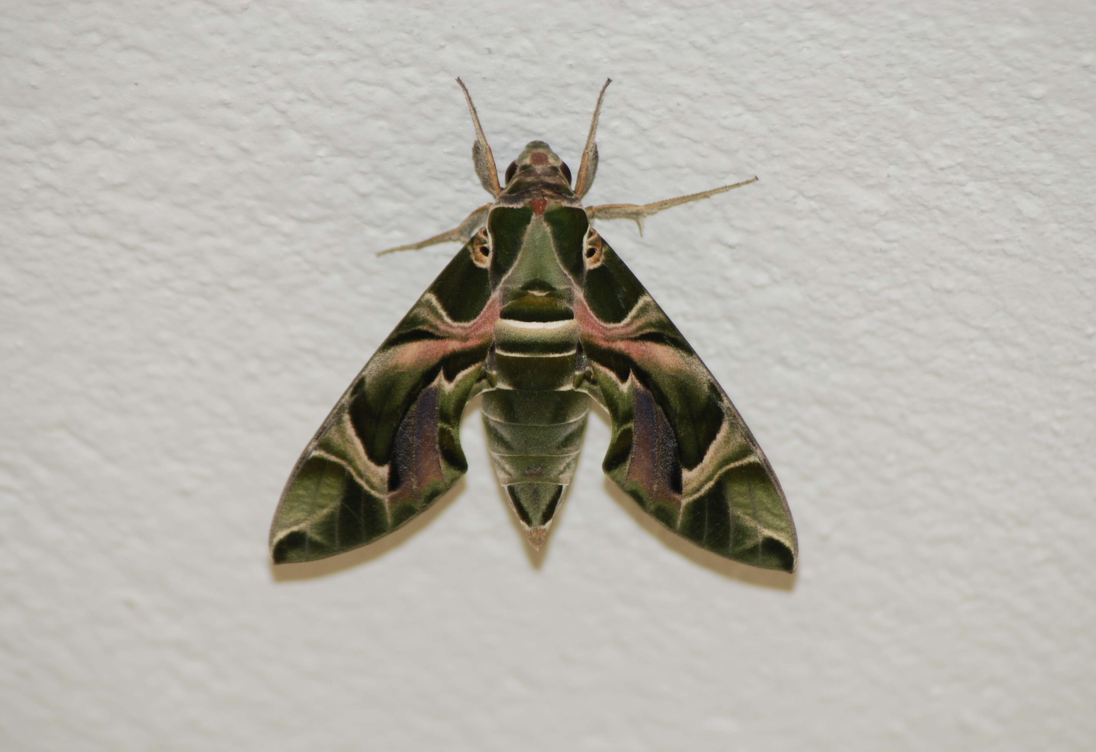 Image of oleander hawk-moth