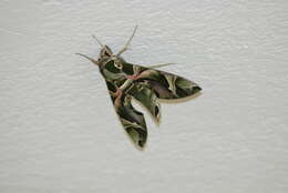 Image of oleander hawk-moth