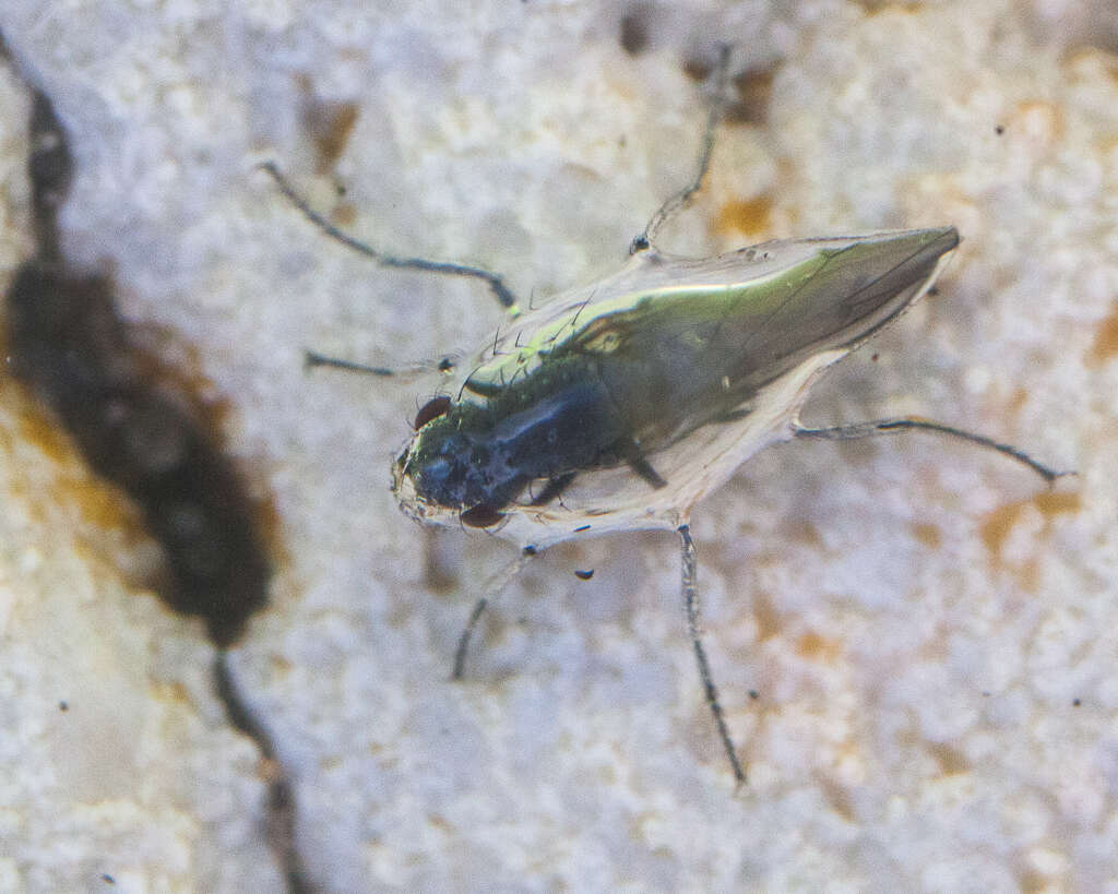 Image of Alkali Fly
