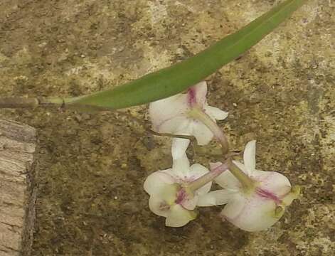 Image of Polystachya bicalcarata Kraenzl.