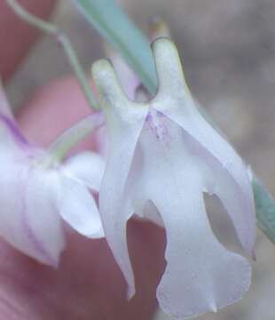 Imagem de Polystachya bicalcarata Kraenzl.