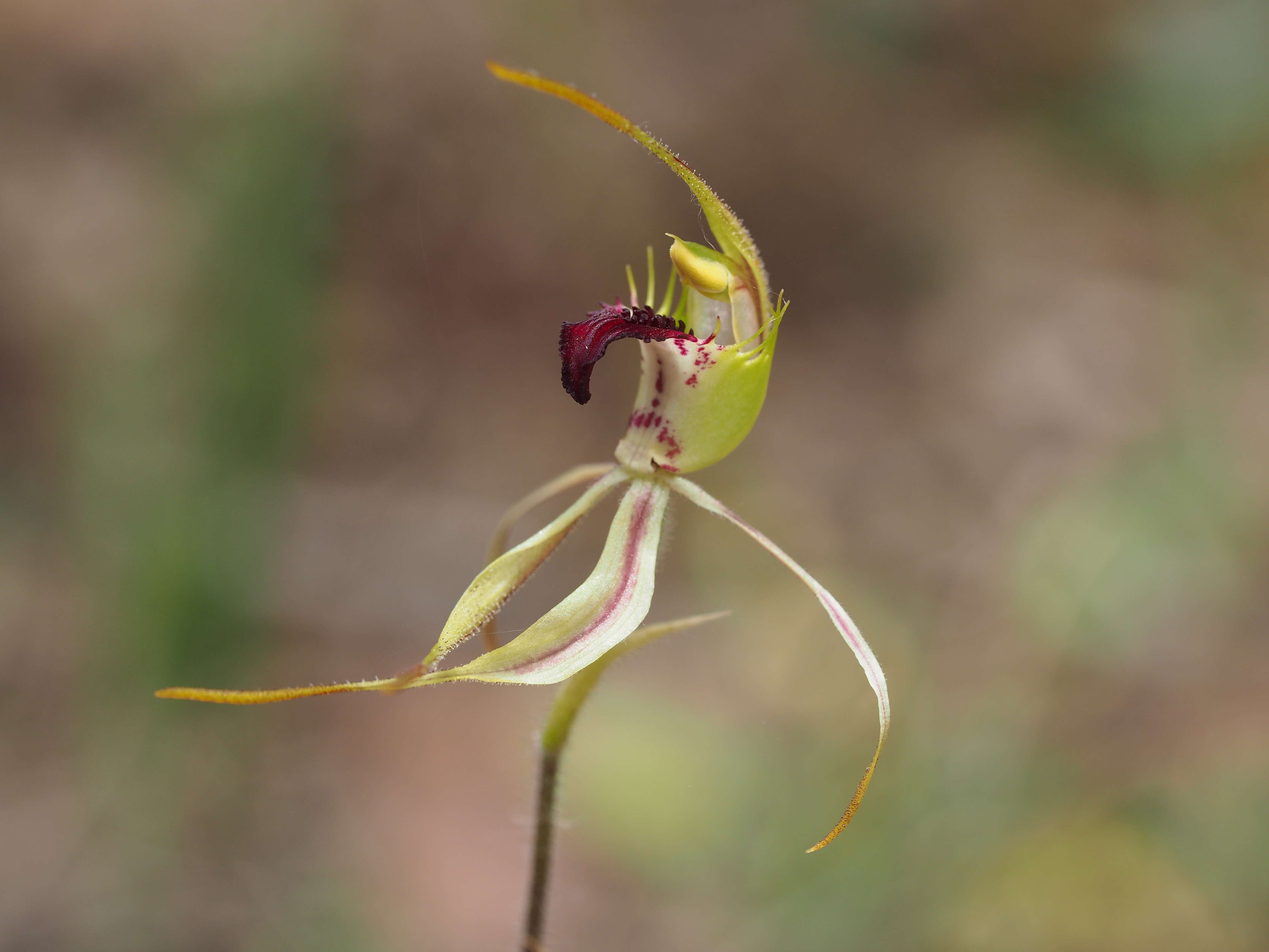 Image of Bundarra spider orchid