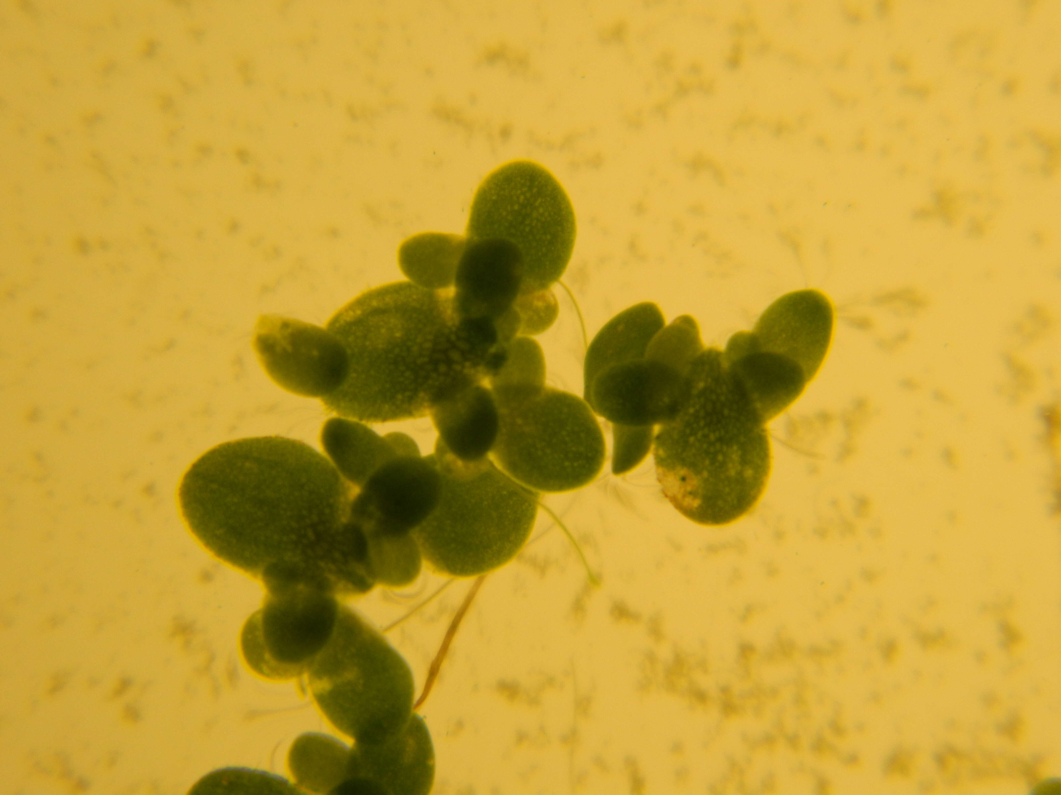 Image of Common Duckweed