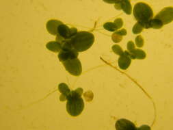 Image of Common Duckweed