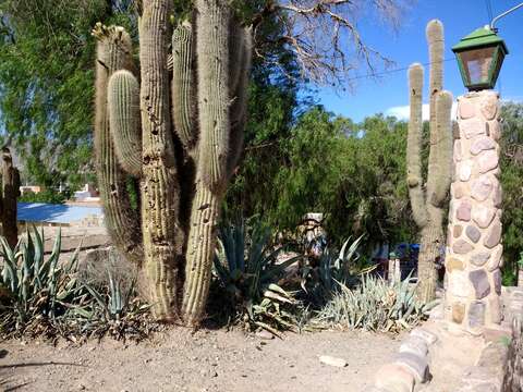 Image of saguaro