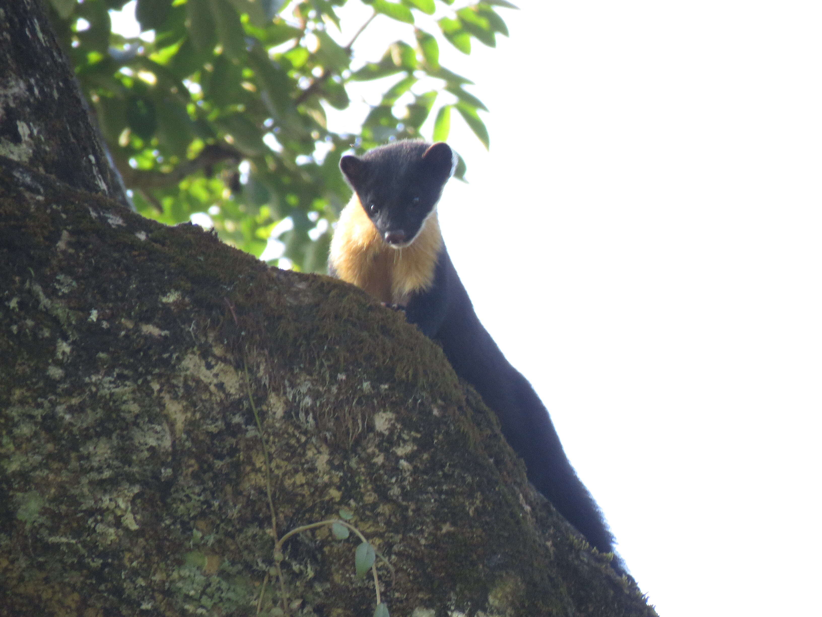 Image of Nilgiri Marten