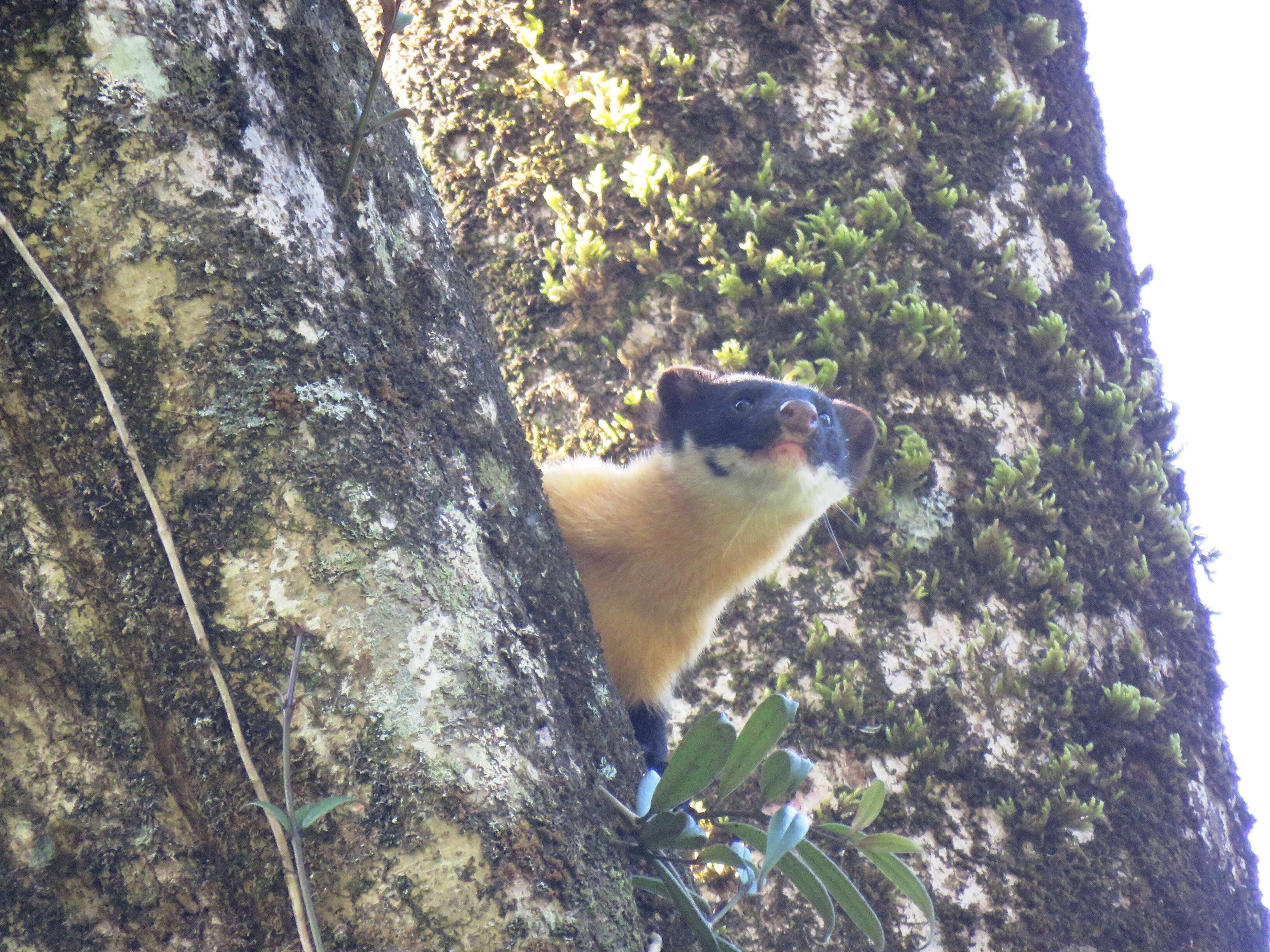 Image of Nilgiri Marten