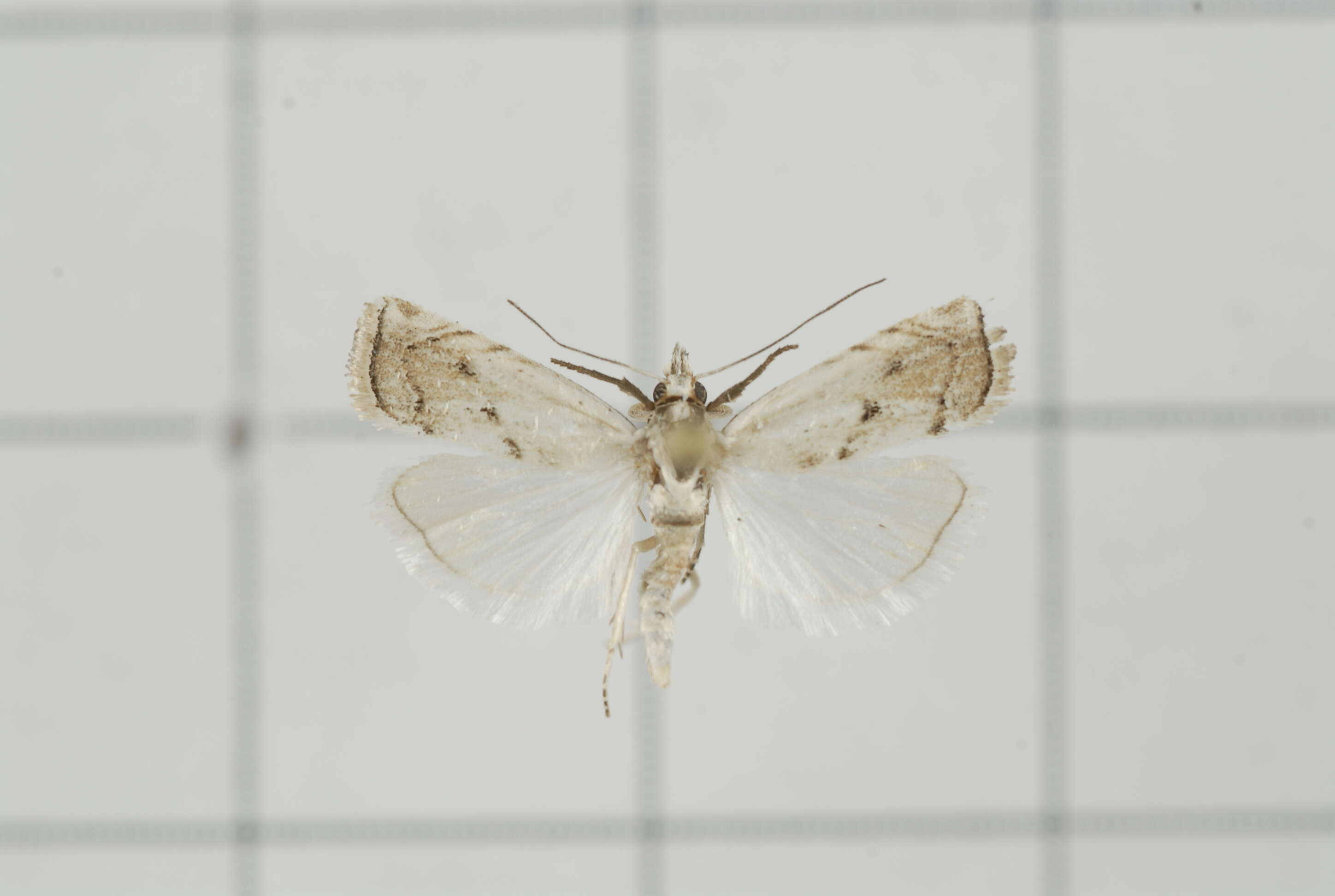 Plancia ëd Pseudocatharylla duplicellus Hampson 1895