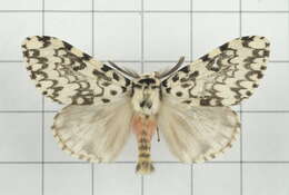 Image of Lymantria concolor Walker 1855