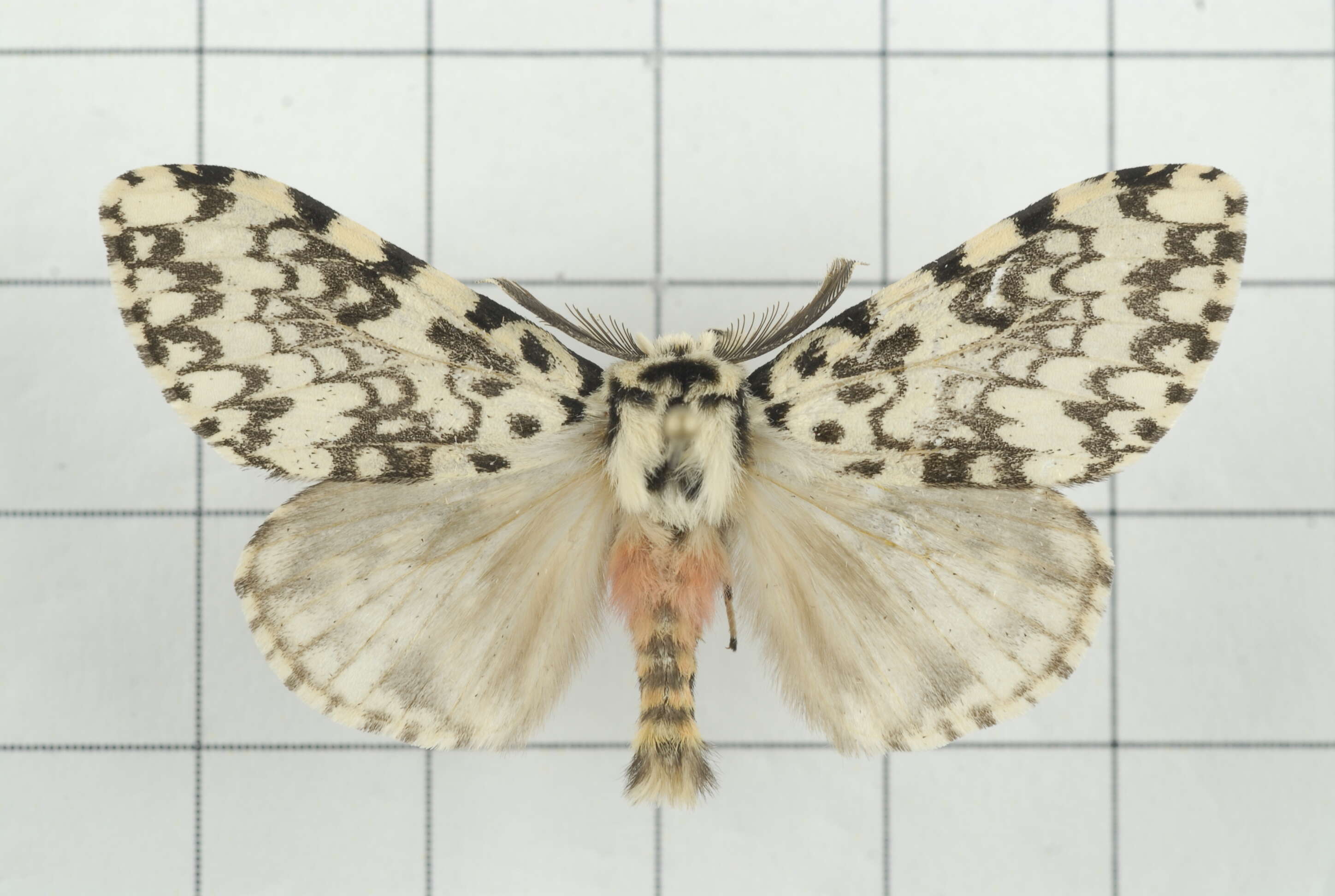 Image of Lymantria concolor Walker 1855