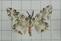 Image of Lymantria concolor Walker 1855