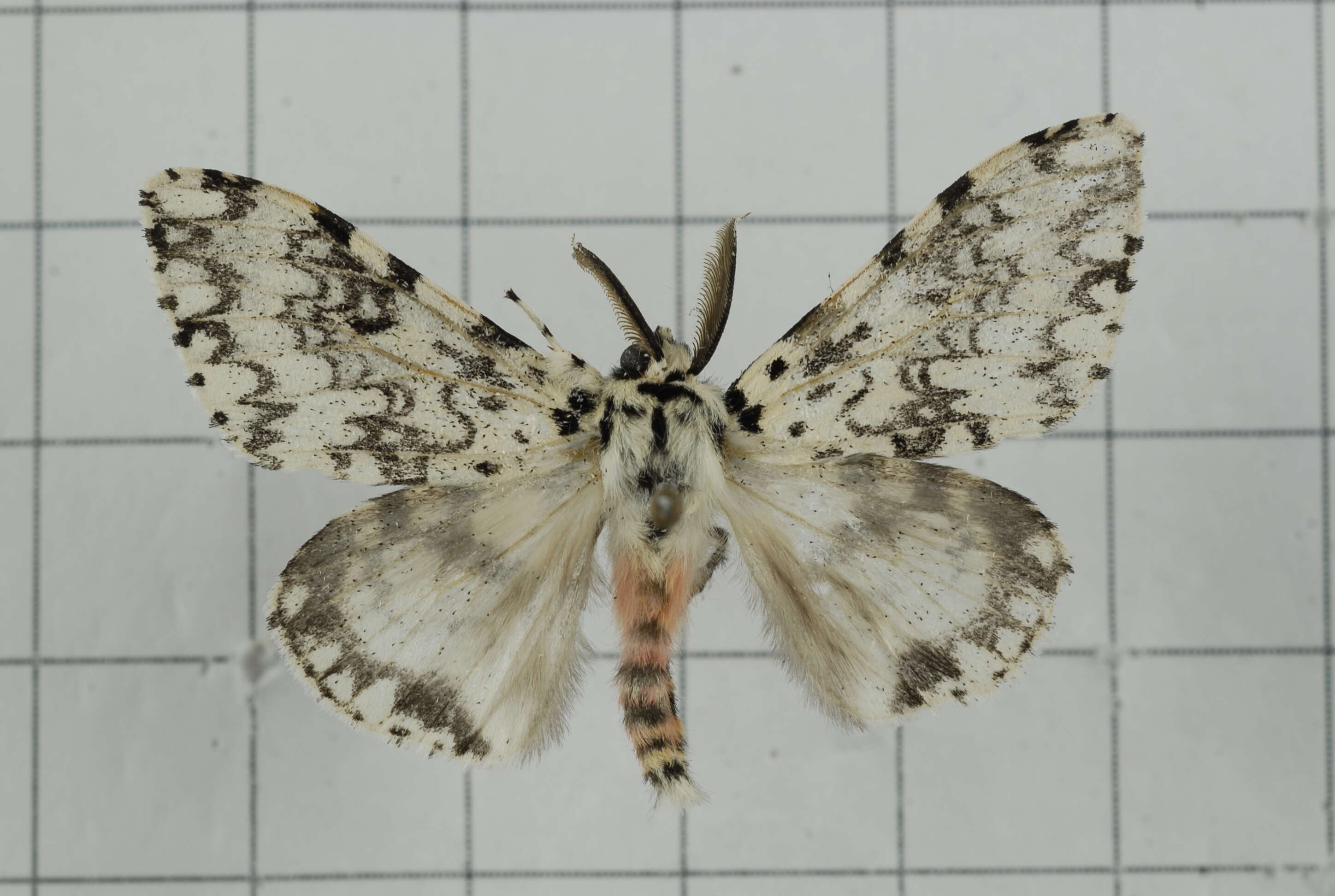 Image of Lymantria concolor Walker 1855