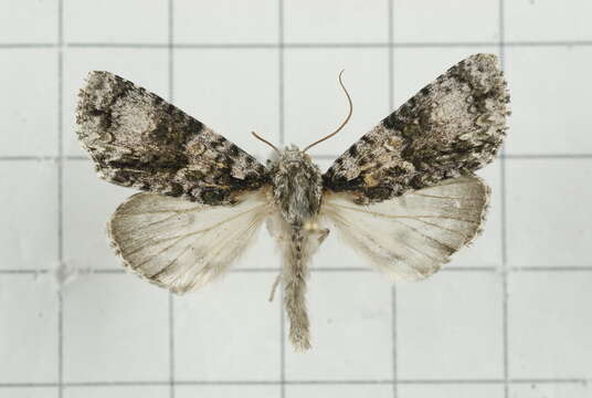 Imagem de Acronicta nigromaculata Warren 1912