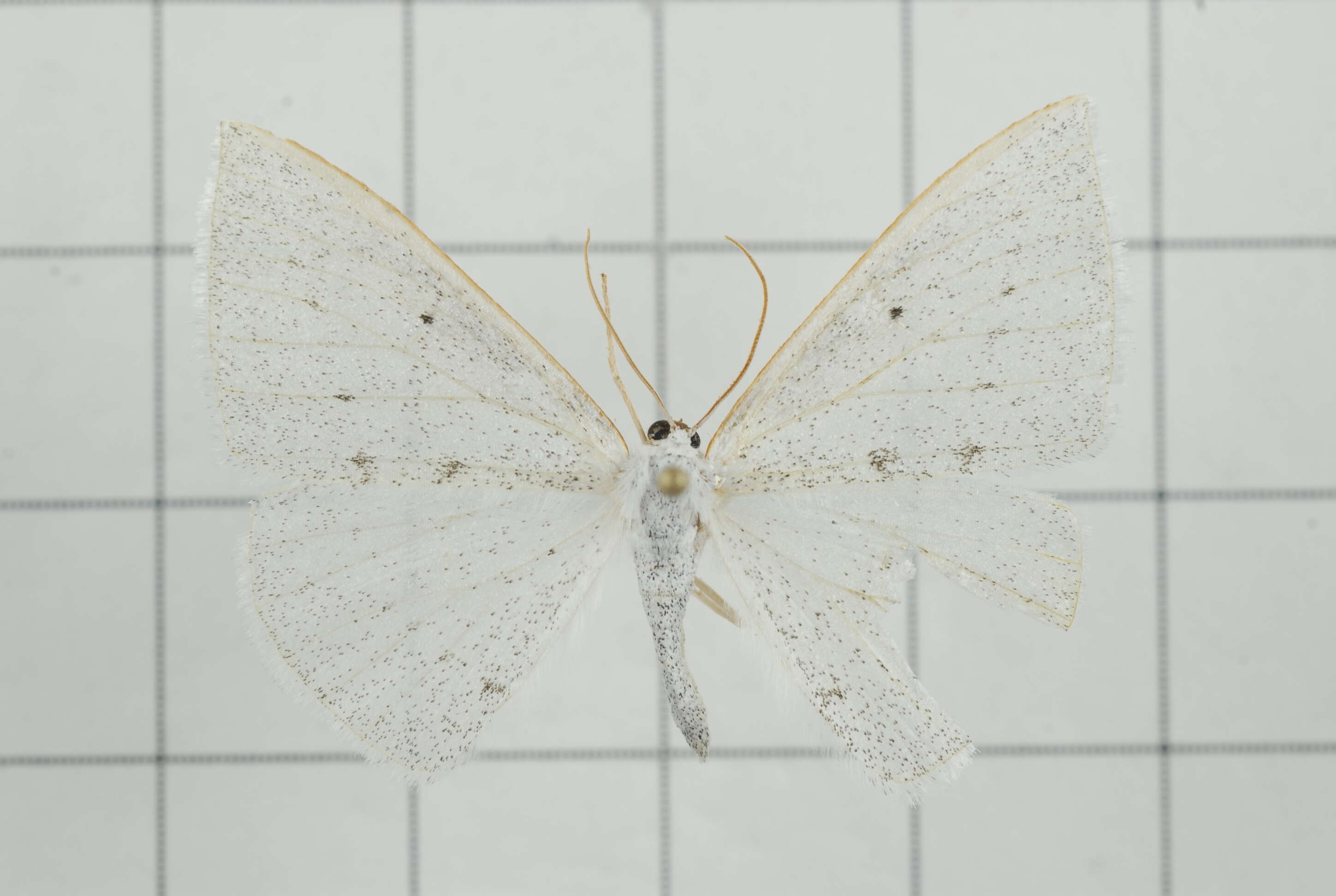 Image of Lomographa guttalata