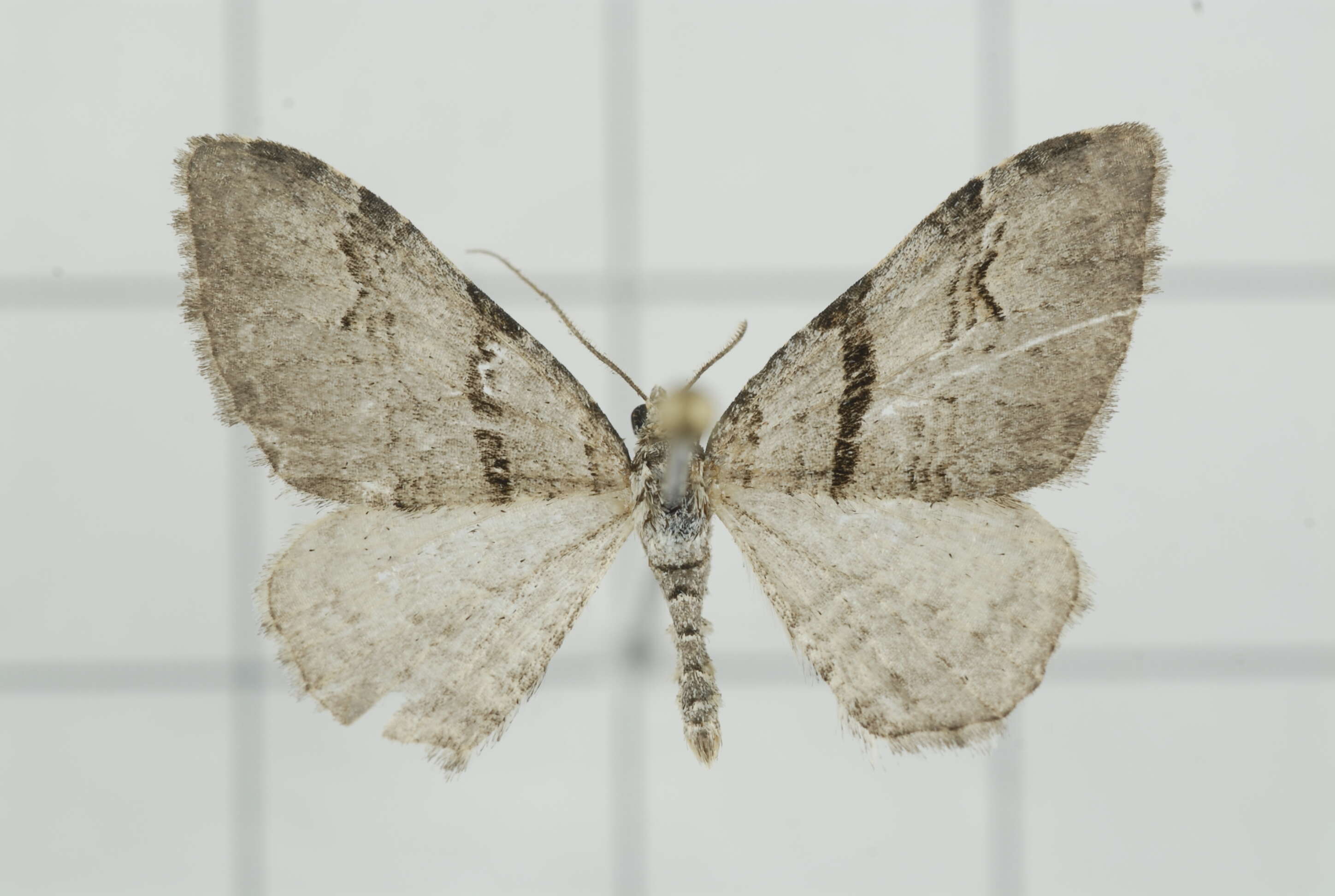 Image of Xanthorhoe mediofascia Wileman 1915