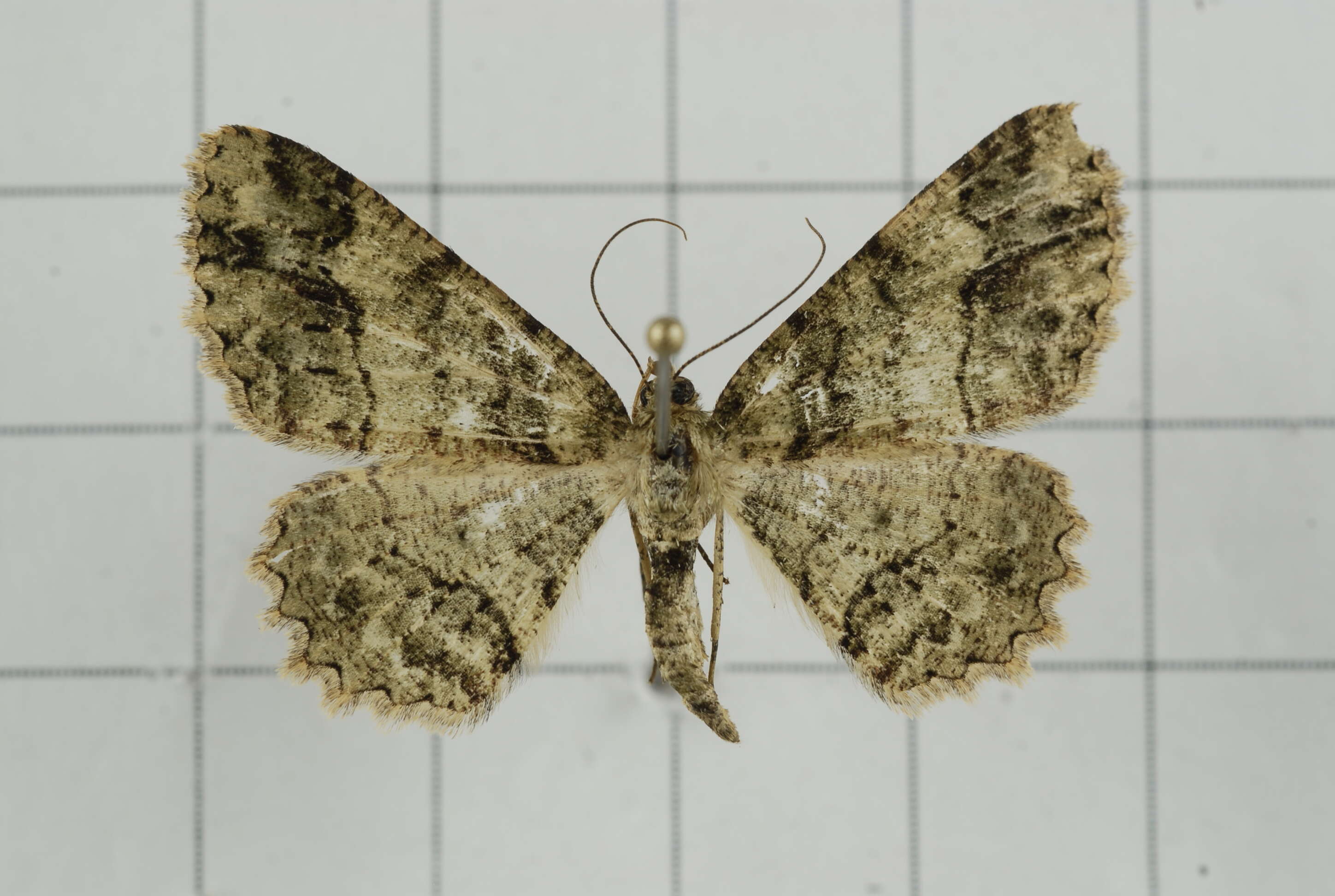 Image de Paradarisa comparataria Walker 1866