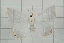 Image of Ourapteryx caecata Bastelberger 1911