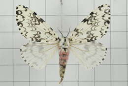 Image of Lymantria concolor Walker 1855