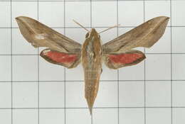 Image of Vine hawk moth