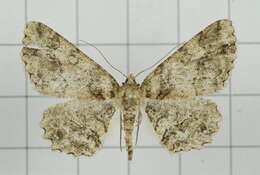 Image de Paradarisa comparataria Walker 1866