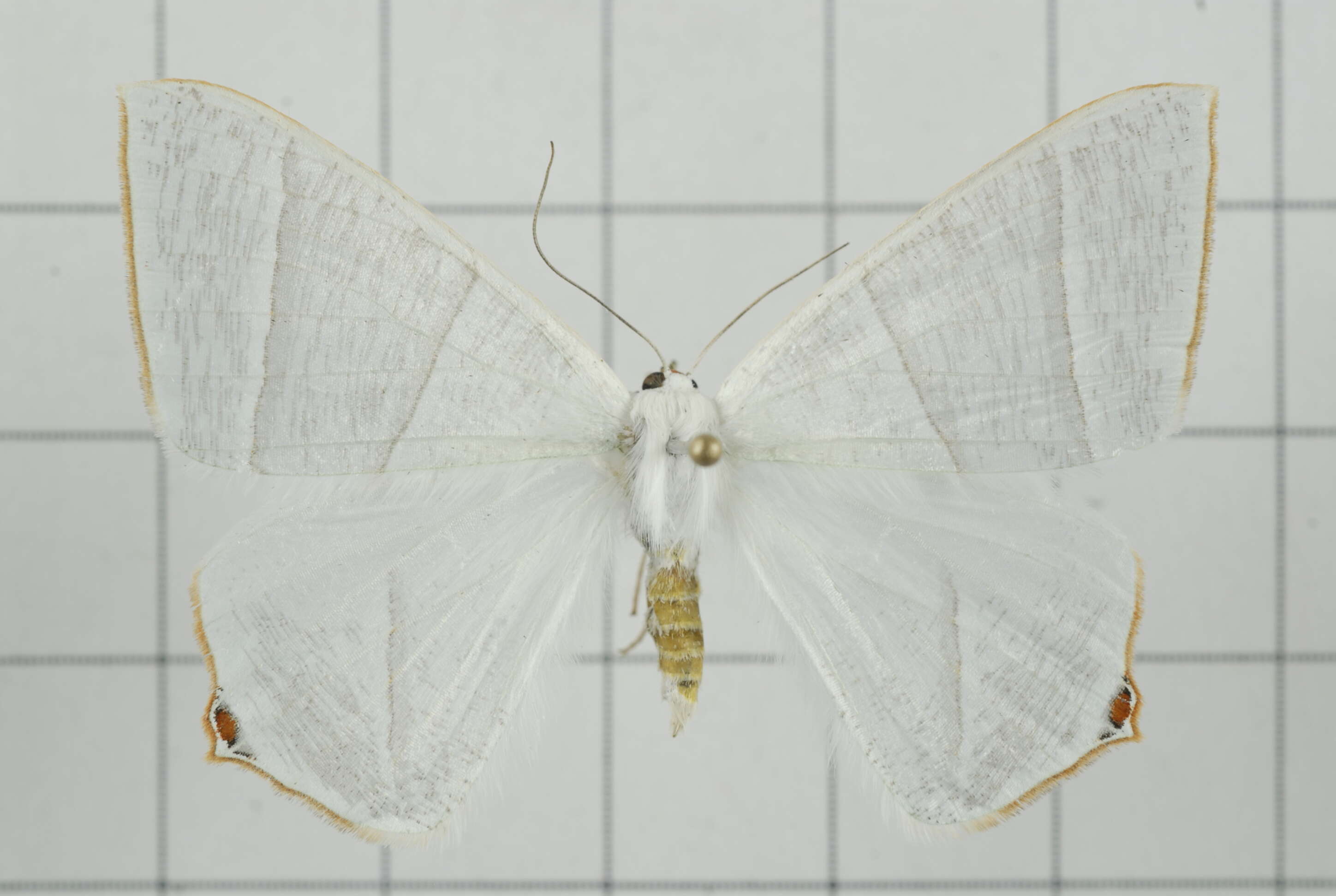 Image of Ourapteryx caecata Bastelberger 1911