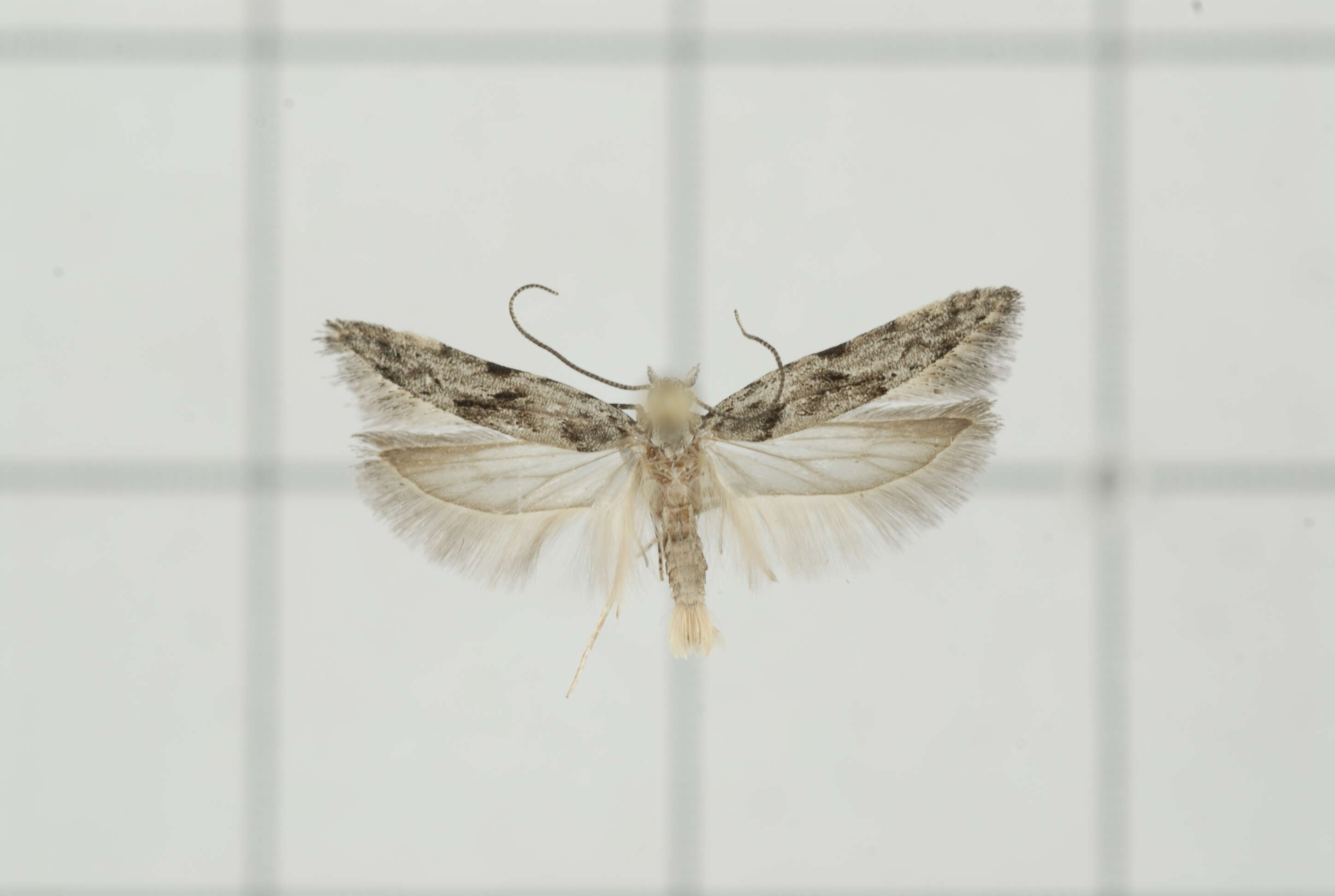 Image of Hypatima leptopalta Meyrick 1934