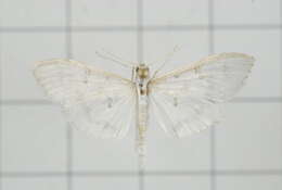 Image of Palpita warrenalis Swinhoe 1894