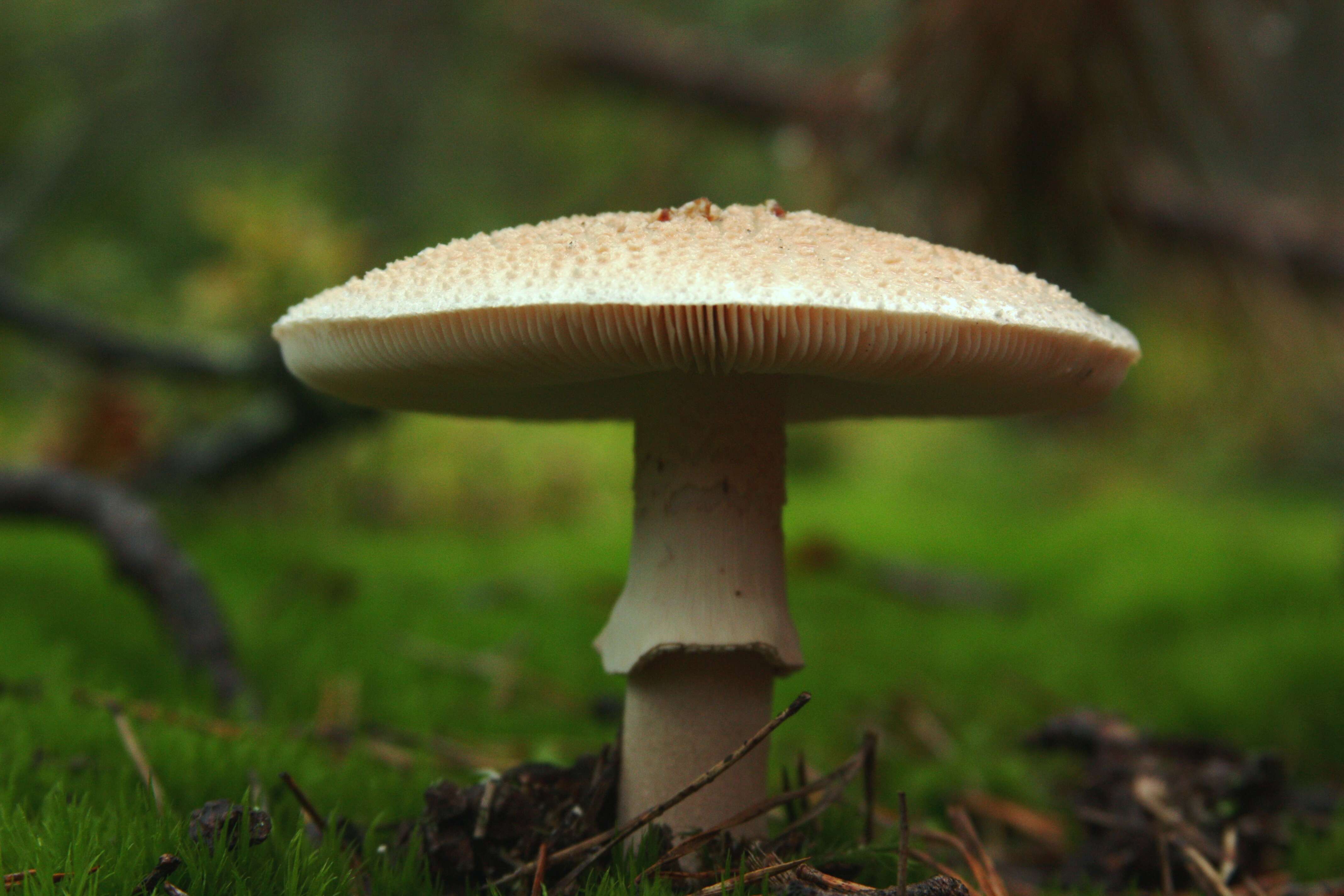 Image of False deathcap