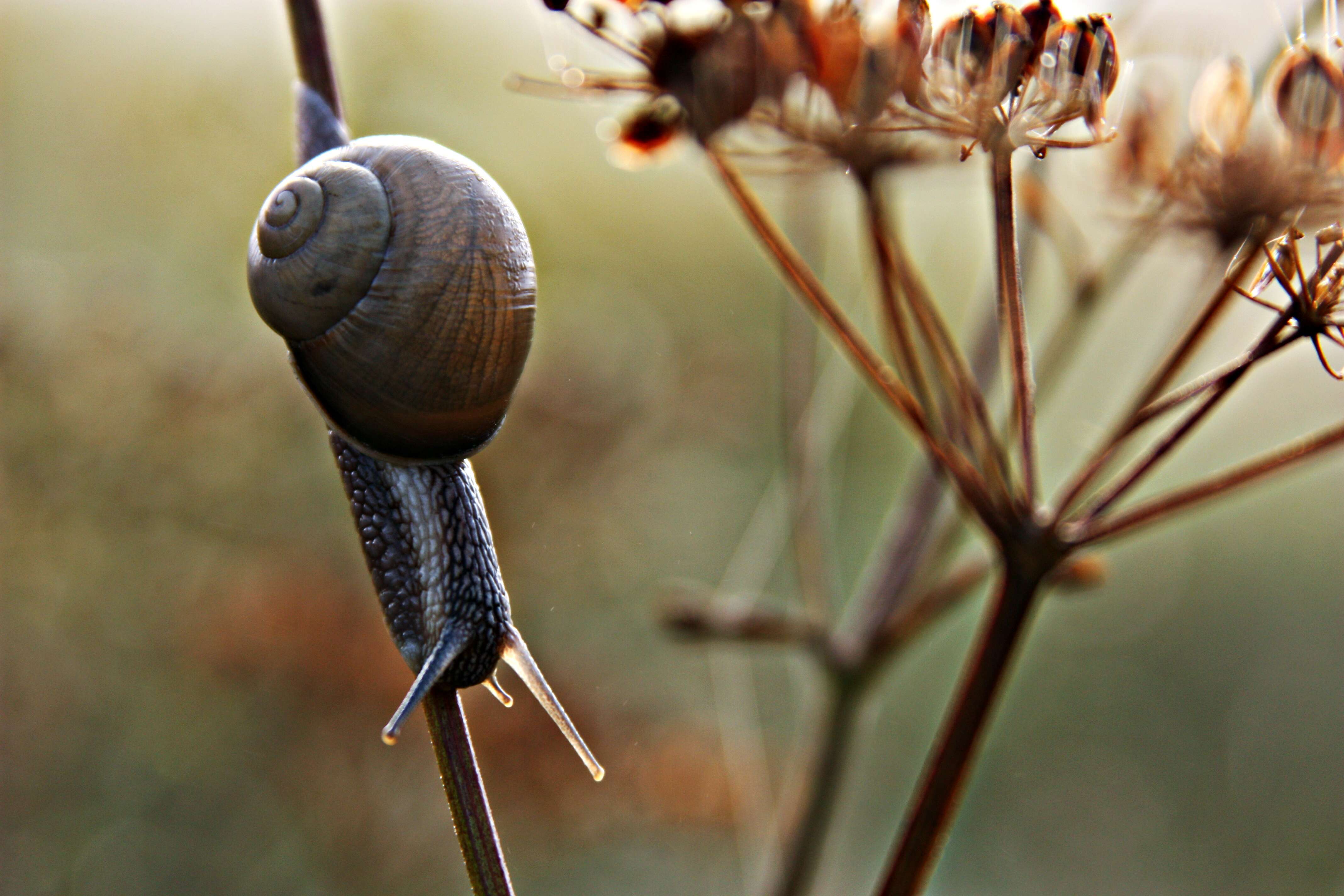 Image of Helix lutescens Rossmässler 1837